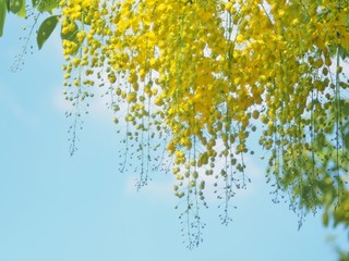 Yellow flowers that are inflorescence hanging from the flowering trees in the summer of Thailand, the Thai people called Ratchapruek or Kone. The scientific name is Cassia fistula