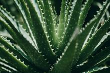 Closeup Of Green Tropical Plant. Aloe Vera