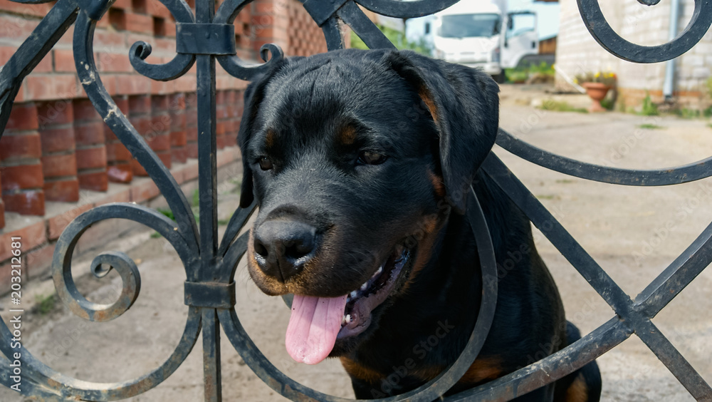 Sad face of rottweiler puppy stuck his head in metal fence Stock Photo ...