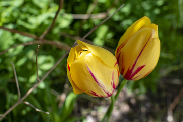 Two yellow blossoms of a tulip (Tulipa, Liliaceae) with red patterns in the garden