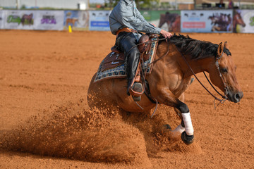 Wall Mural - The side view of a rider in cowboy chaps and boots on a horseback stopping the horse in the dust.