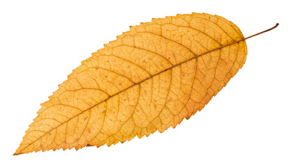 Fototapete - back side of fallen yellow leaf of ash tree