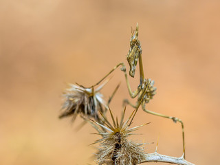 Canvas Print - Conehead praying mantis nymph