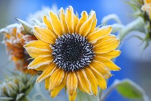 Frosty Golden Sunflower With Bright Colors