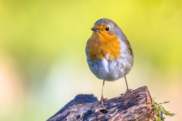 Wall Mural - Cute red robin vivid colored background