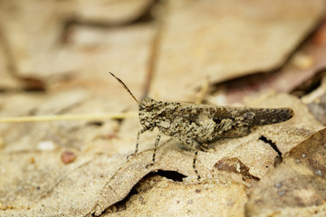 Canvas Print - Image of brown grasshopper on dry leaves. Insect Animal. Caelifera., Acrididae.