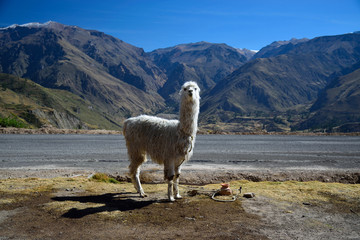 The llama is looking at the camera, mountains in the background