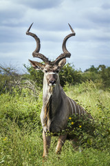 Wall Mural - Greater kudu in Kruger National park, South Africa