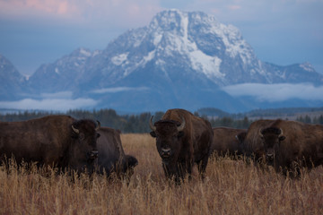 bison at jackson hole, wyoming