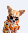 Chihuahua dog Portrait 