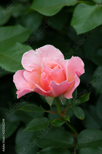 コーラルピンクのばら ウーメロ の花のアップ Buy This Stock Photo And Explore Similar Images At Adobe Stock Adobe Stock コーラルピンクのばら ウーメロ の花のアップ Buy This Stock Photo And Explore Similar Images At Adobe Stock Adobe Stock