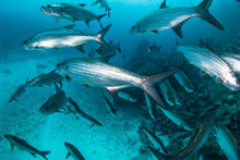 Underwater Shot Of Large Tarpon Fish Swimming, Quintana Roo, Mexico