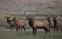 Elk In Yellowstone National Park