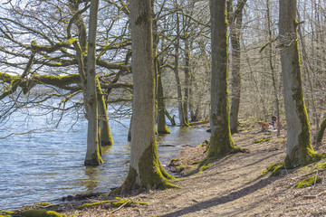 The nature of water near the forest