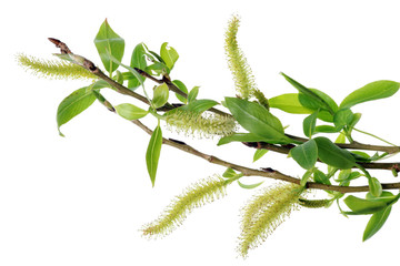 Wall Mural - spring april twigs with flowering buds and green leaves of wild willow tree.