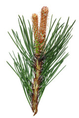 Wall Mural - a branch of a pine forest tree with spring april young buds of cones.