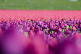 Fototapeta Tulipany - Field of purple and pink tulips in holland