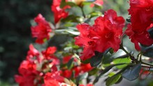 Close Up Of Red Rhododendron Flower Trembling On The Wind 