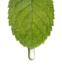 Canvas Print - Essential oil or water dropping from mint leaf isolated on white background