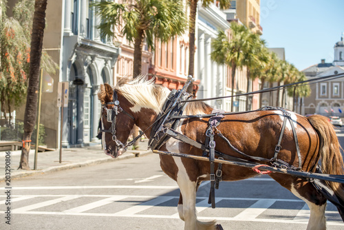 Fotografie, Obraz historic charleston south carolina downtown scenery