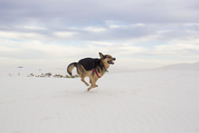 Full Length Of Dog Running Against Cloudy Sky At White Sands National Monument