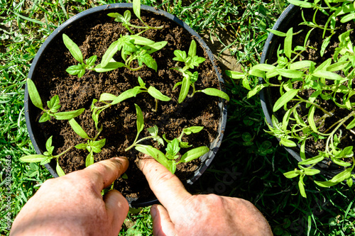 Cuadros en Lienzo Young tomato plants in pots are ready to plant in open ground or greenhouse