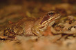 The common frog (Rana temporaria). 