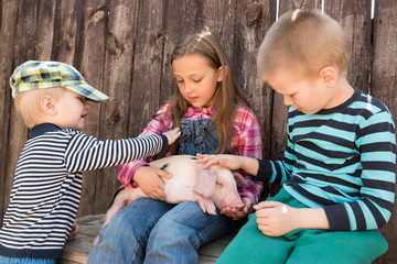 Wall Mural - White pig with black spots of breed pietren sits on hand's farmer's daughter. Children play with newborn piglet in farmyard yard. Preschoolers love to spend vacations in countryside. Selective focus