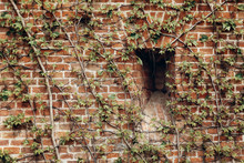 Green Vines Growing On Old Brick Wall, Vintage French Greenery Overgrowing With Creeper Vines, Antient Castle Wall Closeup
