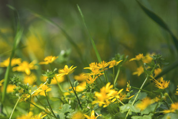 Wall Mural - yellow ranunculus acris on the spring sunny lawn
