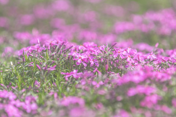 Wall Mural - pink phlox on the spring sunny lawn