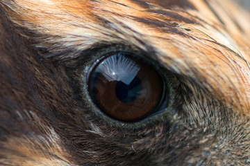 eagle eye close-up, macro photo, eye of the Marsh harrier (Circus aeruginosus)