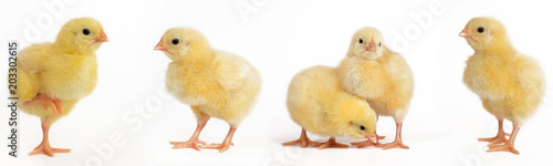 Fotomural Collage of Little chick on wite background