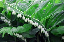 Branch Of A Blooming Solomon's Seal.