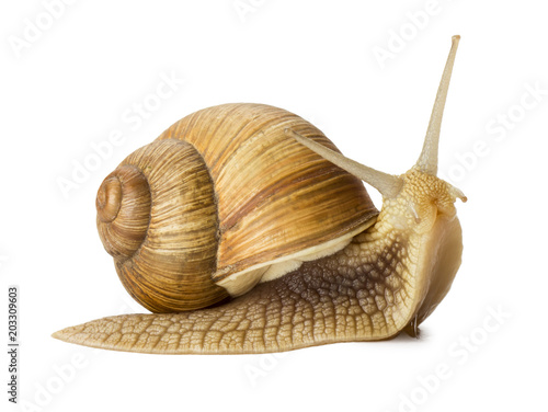 Zdjęcie XXL Ogrodowy ślimaczek odizolowywający na bielu