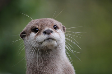 cute close up portrait of an asian or oriental small clawed otter (aonyx cinerea) with out of focus 