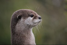 Otter Free Stock Photo - Public Domain Pictures