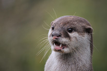 Close Up Portrait Of An Asian Or Oriental Small Clawed Otter (Aonyx Cinerea) Calling  Out