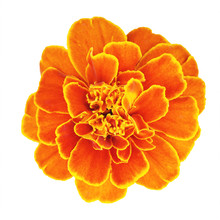 Beautiful Orange Marigold Flower Isolated On White Background With Clipping Path