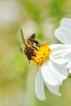 Little Bee On White Flower