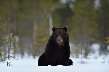 Wall Mural - brown bear resting on snow. bear sitting on snow.
