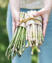Bundle Of White And Green Asparagus In Famer's Hands.