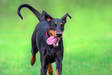 Wall Mural - Black doberman run fast in spring field in park