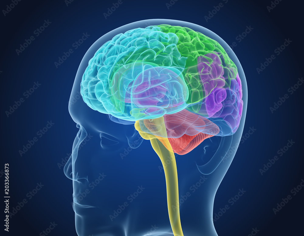 Human brain X-ray scan , Medically accurate 3D illustration Stock ...