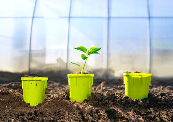 Сoncept of agriculture and gardening. A young sprout of sweet pepper in a pot and two empty pots against the backdrop of a greenhouse,  close-up.