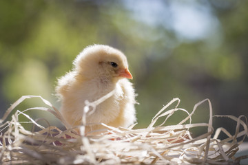 Yellow chicken in a hay on a green background closeup