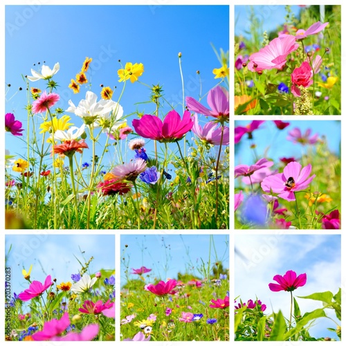 Blumenwiese Collage - Somme...