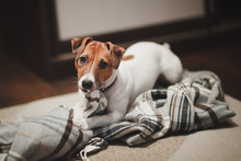 Dog Breed Jack Russell Red And White Color Checkered Blanket Nibbles And Looks Up With Sad Eyes.