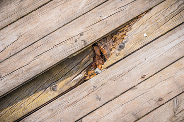 Wall Mural - Old wooden floor of worn boards with a broken board