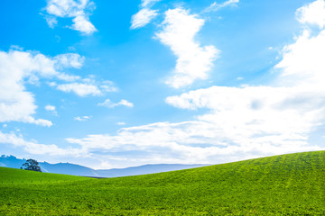 Wall Mural - Stunning scene Cloudy and blue sky with green grassland. New Zealand agriculture in the rural area.